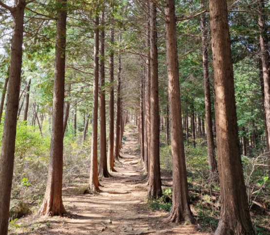 갈모봉 산림욕장