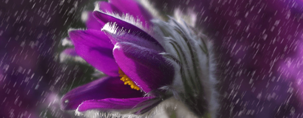 [색채심리학] 보라색: 긍정적/부정적 효과, 어울리는 곳
