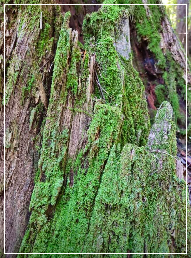 가평 가볼만한곳 베스트10 잣향기푸른숲