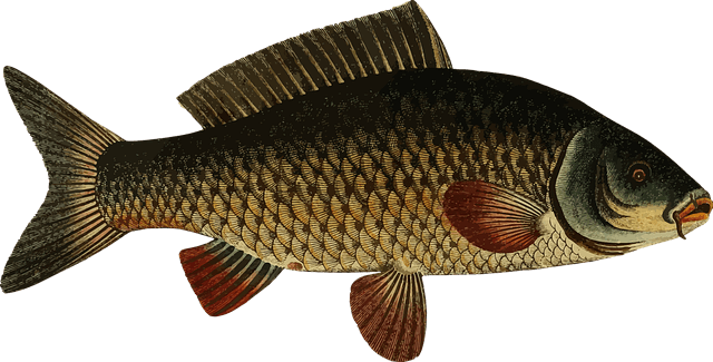 황금색-잉어 이미지 