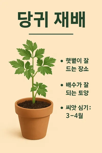 당귀 화분과 재배 조건 요약 인포그래픽