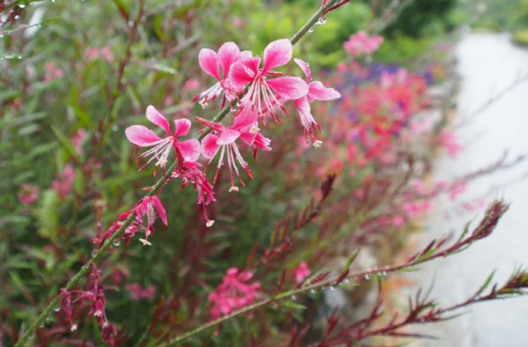 대구 네이처파크