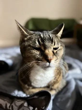 노령묘 질병 습식 사료_3