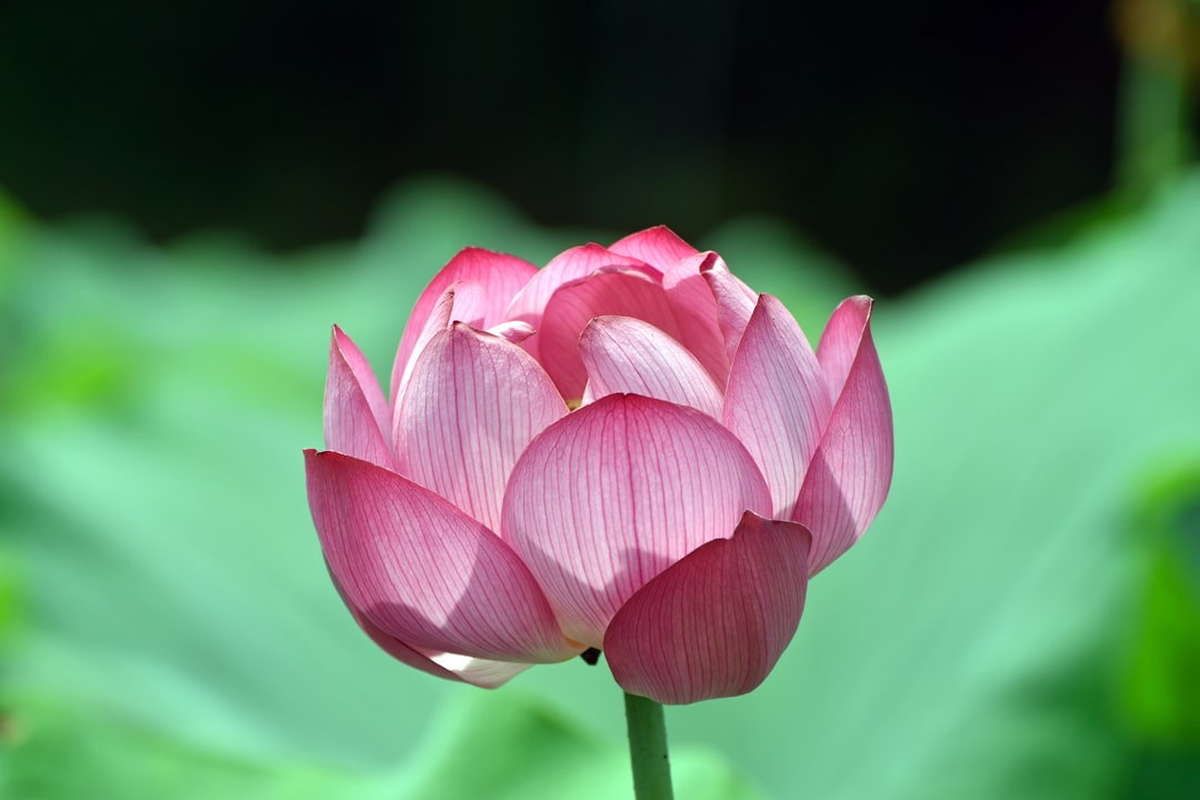 Opening