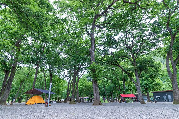 충북 금관숲캠핑장 소개