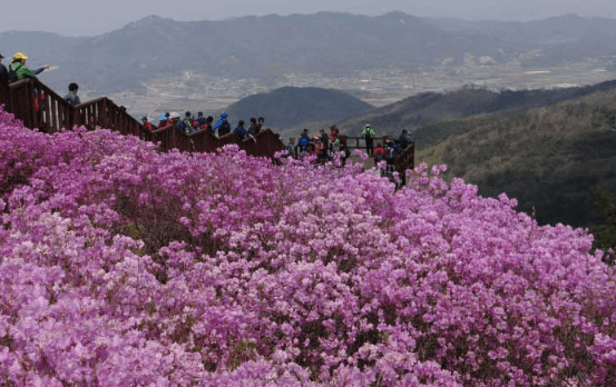 봄꽃 축제 하는 곳