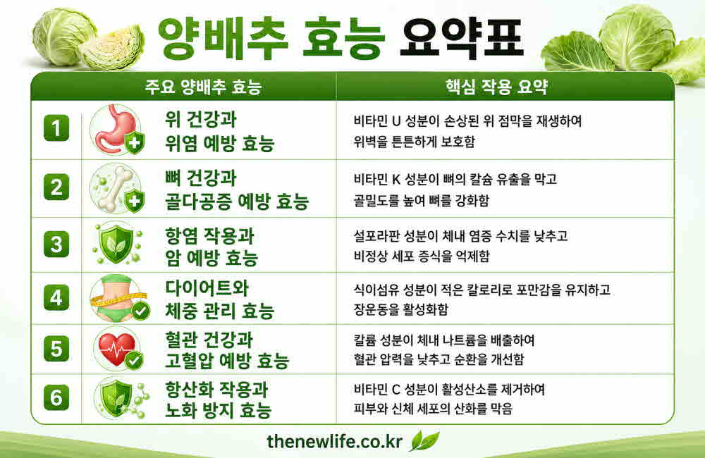 양배추 효능 요약표