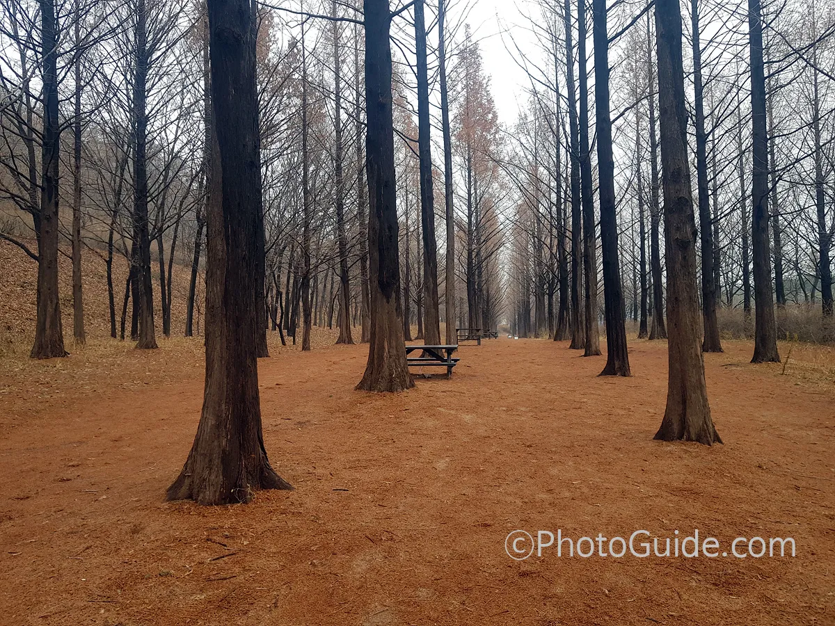 ⓒPhotoGuide.com KoreaPhoto.kr_숲