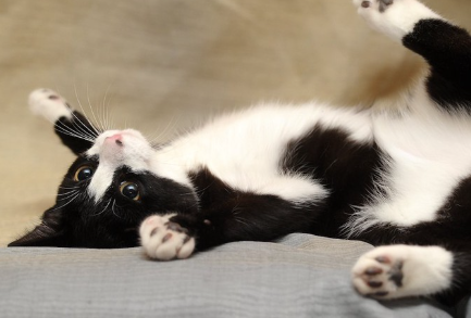 뒤집어져 배를 내미는 고양이.