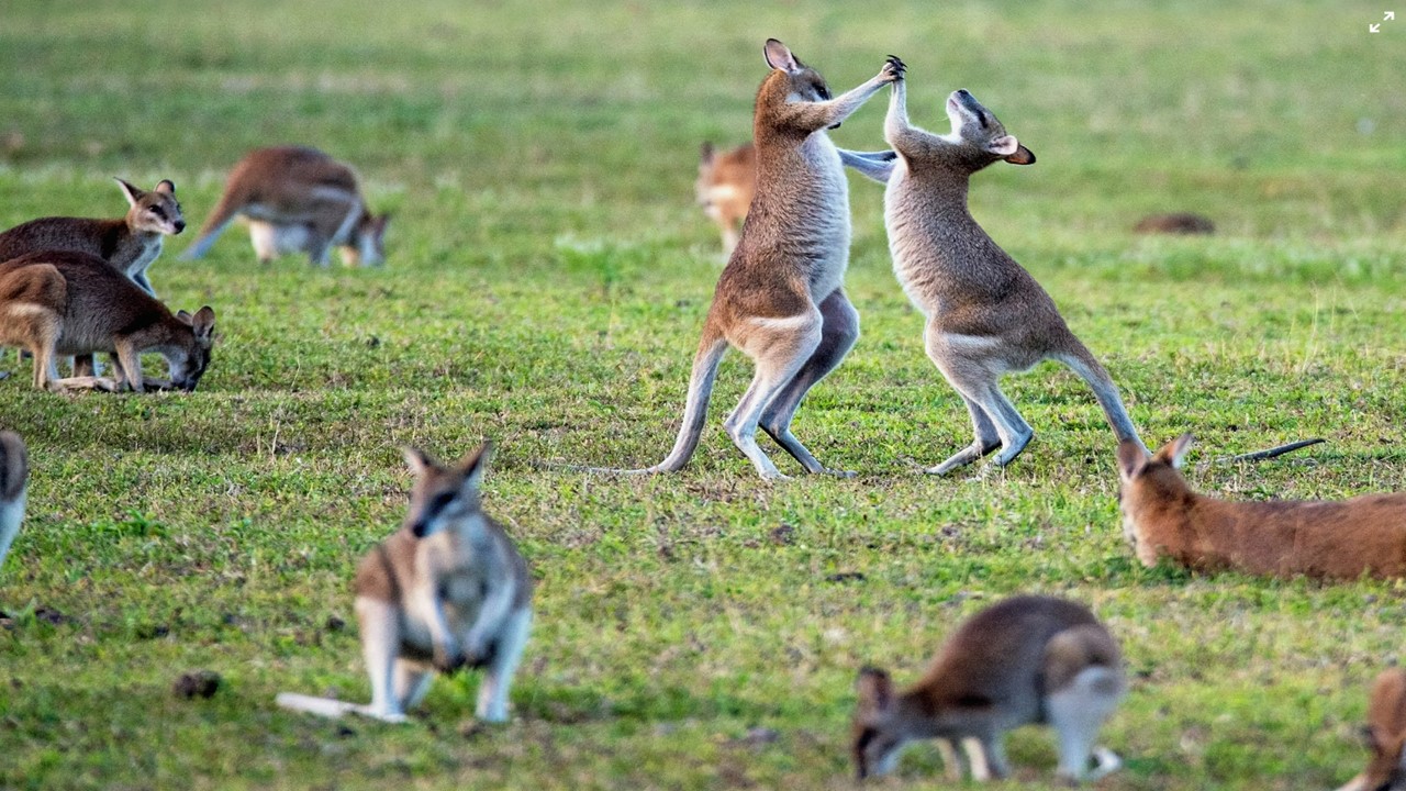 호주 워킹홀리데이