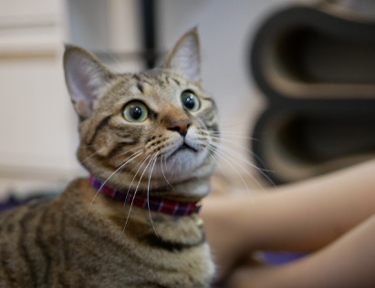 기르는 고양이의 활기찬 표정.