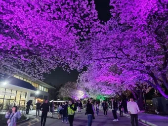 2025년 벚꽃축제 일정 시기 명소_7