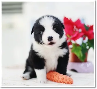 보더콜리분양가 2024년 가격 정보와 분양 팁_7