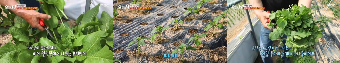 철원평야가든