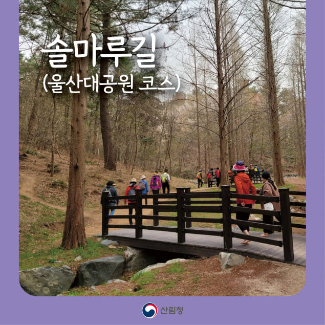 [명품숲길 50선] 울산 남구 솔마루길, 소나무 숲과 전망이 어우러진 힐링 숲길