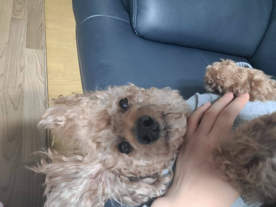 추석음식 강아지