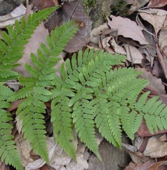 고사리 효능과 부작용 고르는법 칼로리