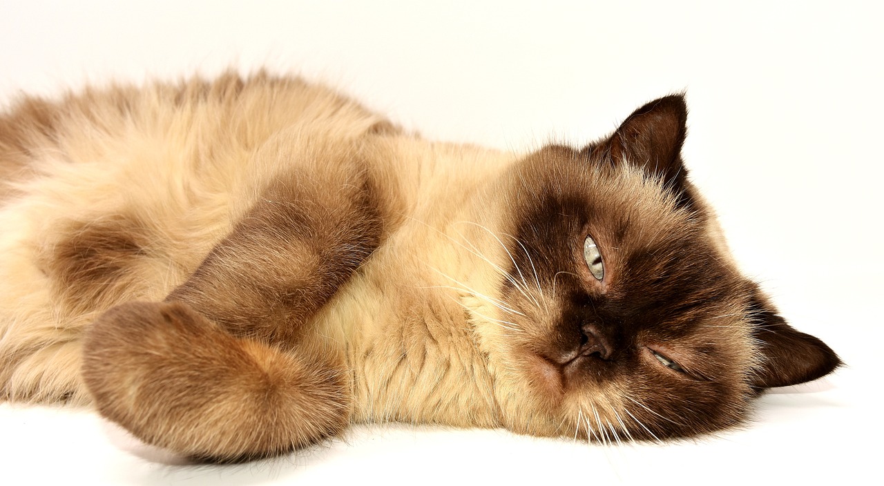 브리티쉬 쇼트헤어 고양이가 누워있는 그림