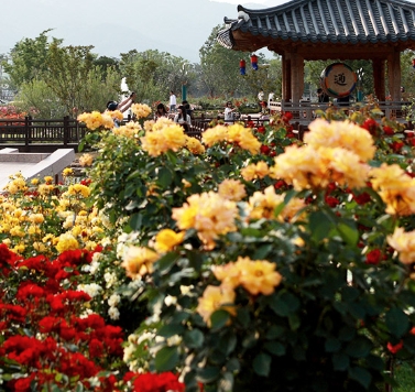 곡성 기차마을 장미축제