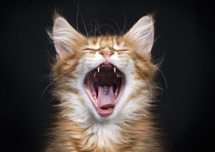 입을 활짝 벌리고 있는 고양이.