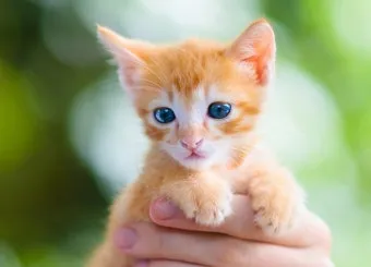 새끼고양이 질병 사료 접종_3