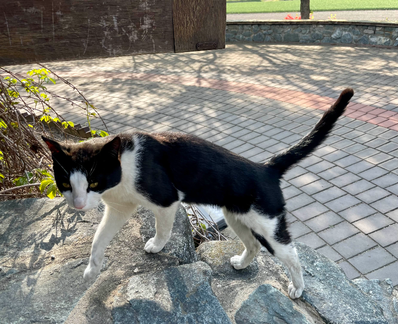 화본역 급수탑 실제 고양이