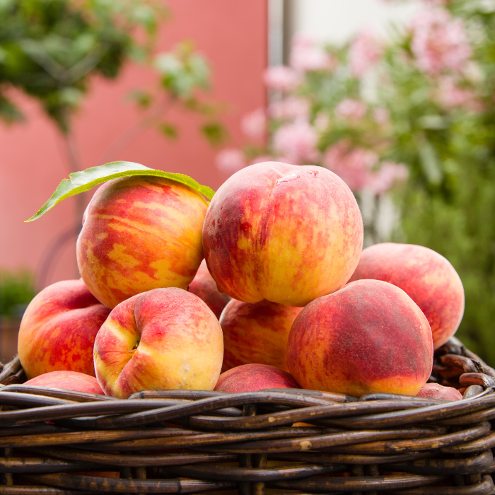 여자아이태몽_종류_해석