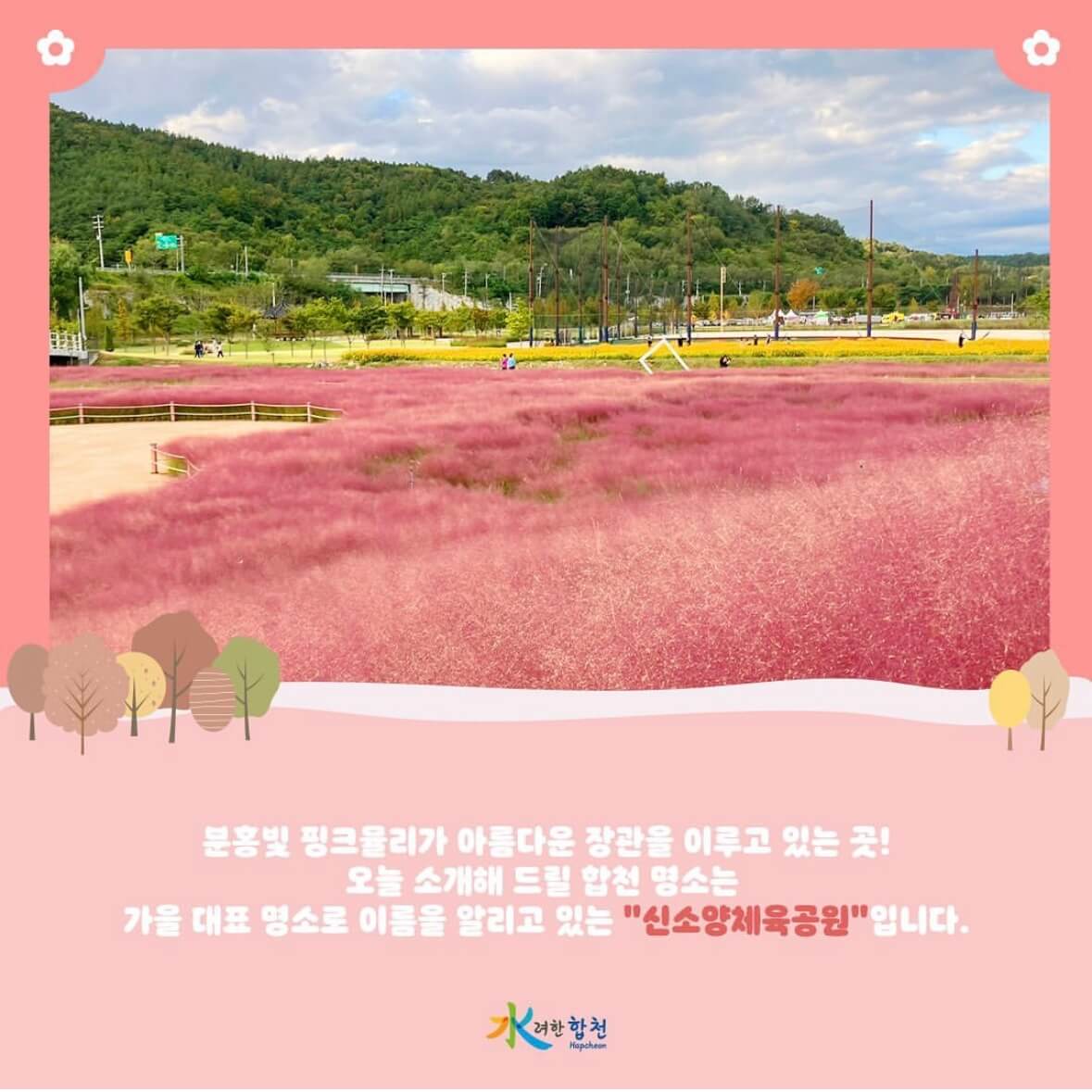 신소양 체육공원의 핑크뮬리