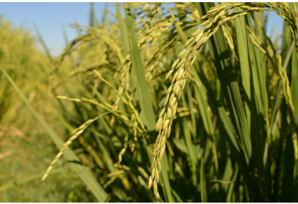 로컬푸드의 부상 — 가까운 곳에서 자란 먹거리의 가치