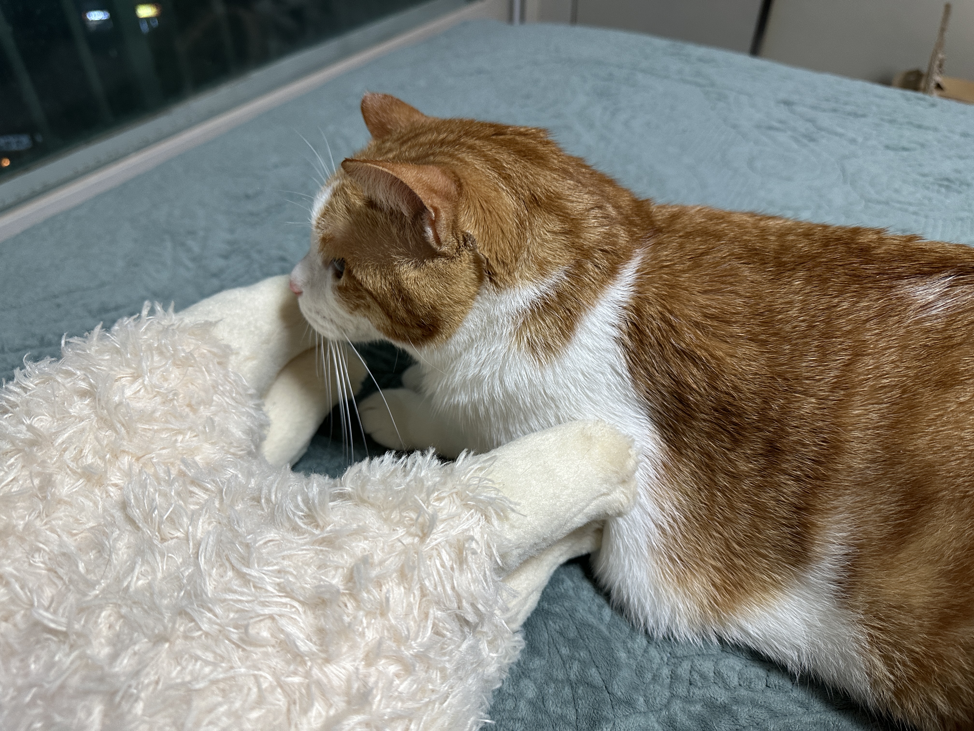 코까지_빨개져서_루나를_지켜보고_있는_막둥이