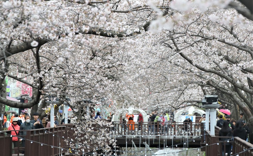 진해군항제 대중교통