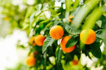 귤 가격 및 효능&amp;#44; 영양성분과 주의점