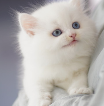 사람들이 제일 좋아하고 키우기 쉬운 고양이 TOP 5