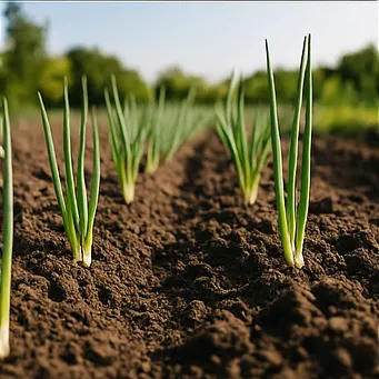 쪽파 심는시기9