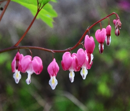 가을에 피는 꽃 금강초롱꽃