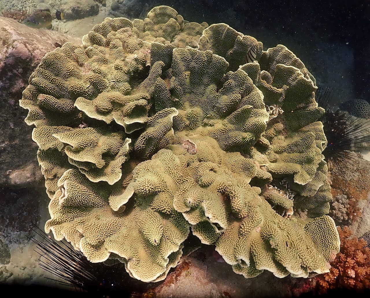 심해 산호초의 독특한 색깔과 생김새