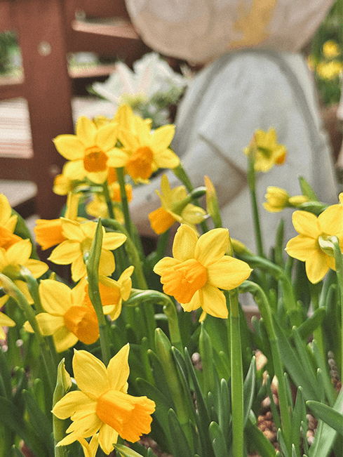 벚꽃, 철쭉, 반달곰까지 2025 베어트리파크 봄꽃축제 완전 정복
