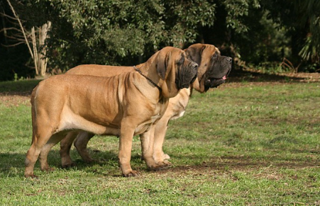 땅에 떨어지는 잉글리쉬 마스티프.