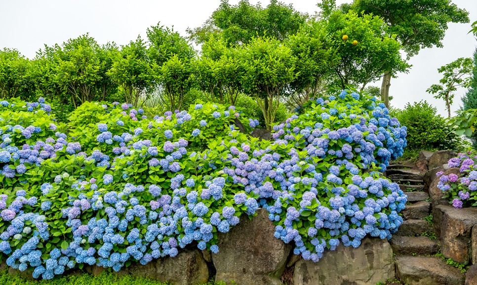 제주 마노르블랑 수국축제