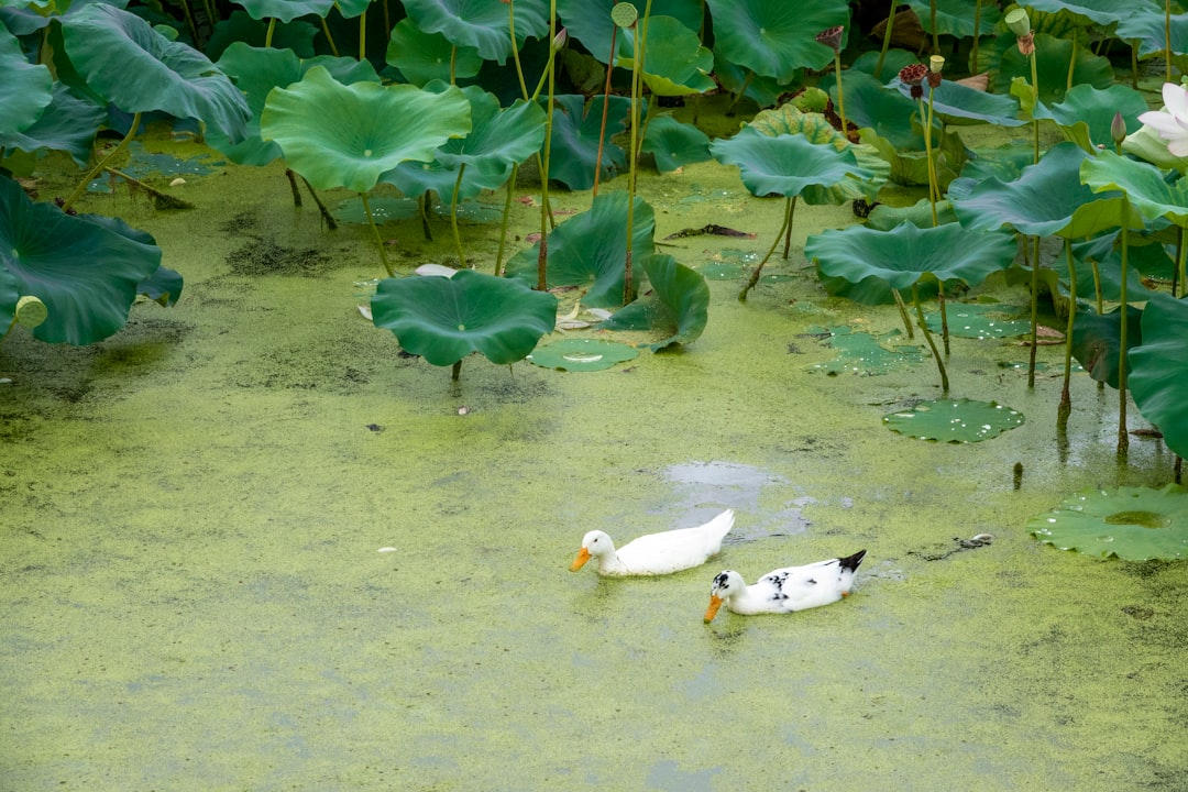 Jeonju.
