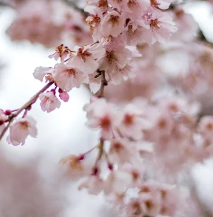 25년 벚꽃 개화시기 전국 일정