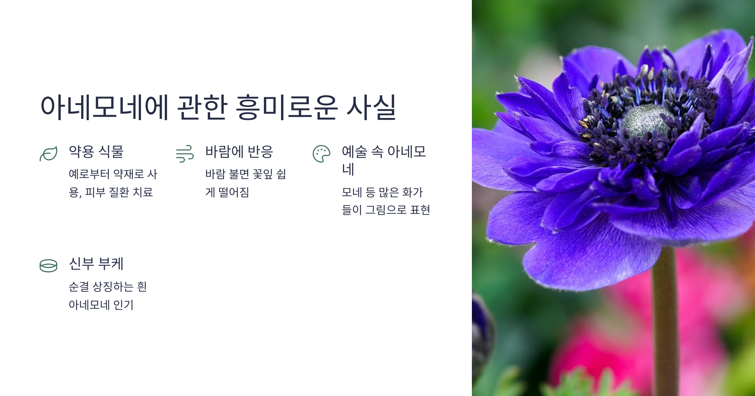 아네모네 사진