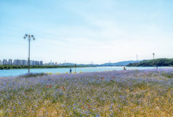 태화강 국가정원에서 찍은 꽃 사진