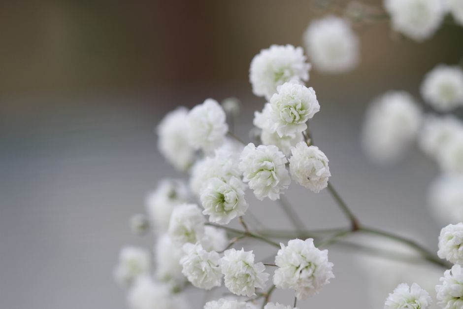 A detailed and fresh look at white Baby's Breath blossoms in full bloom, capturing the essence of spring.