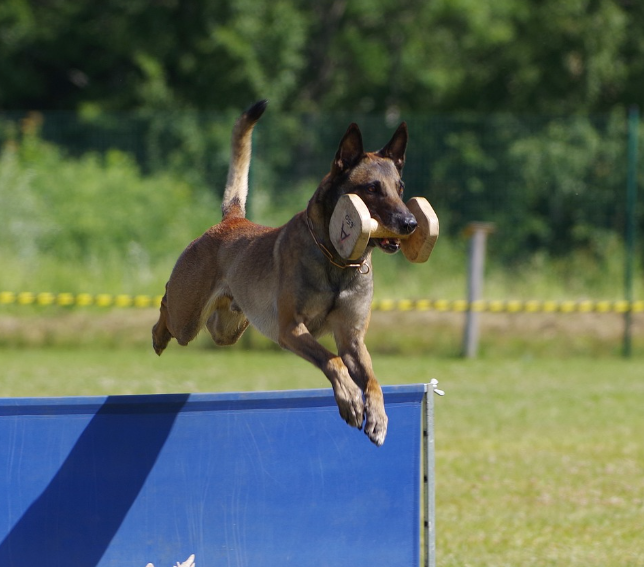 학습 중인 말라노이즈