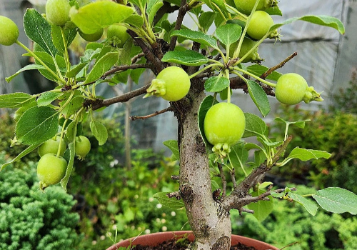 [정원수목]소형 정원에 딱 맞는 포인트 수목 추천 리스트