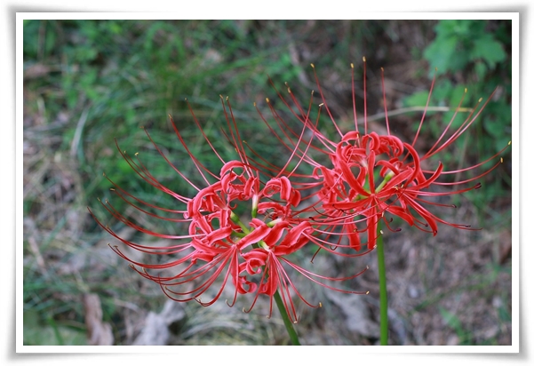 "상사화" 이루어질 수 없는 사랑의 꽃, 그 아름다움과 가치!