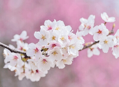 진해군항제 무료 셔틀버스 노선도&amp;#44; 기차 예매 꿀팁