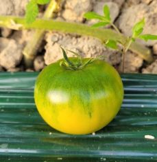 제 21회 대저 토마토 축제 기본일정과 프로그램 소개 (장민호 출연)