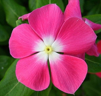 가을에 피는 꽃 종류 일일초